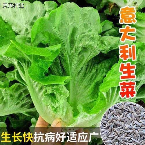 意大利生进口生菜种子大全半结球耐抽薹耐寒耐抗病产量高蔬菜种子