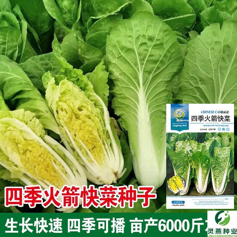 四季火箭快菜种子奶油小白菜籽四季播20天春夏秋冬季蔬菜种孑早熟