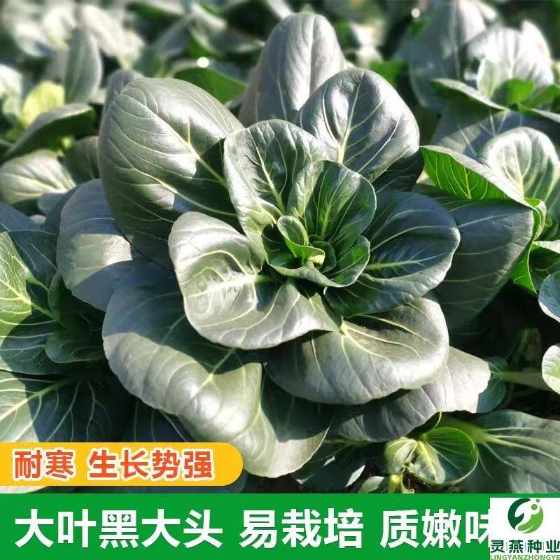 黑大头菜籽青菜种子原装大叶黑叶油亮矮脚苏州青上海青菜蔬菜种籽