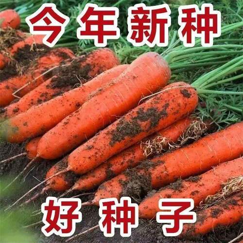 三红九寸红胡萝卜种子四季耐热