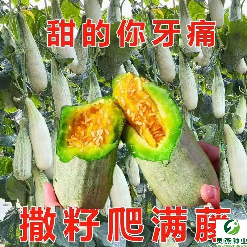 羊角蜜甜瓜种子超甜羊角酥种籽薄皮香瓜春季四季阳台水果蔬菜种孑