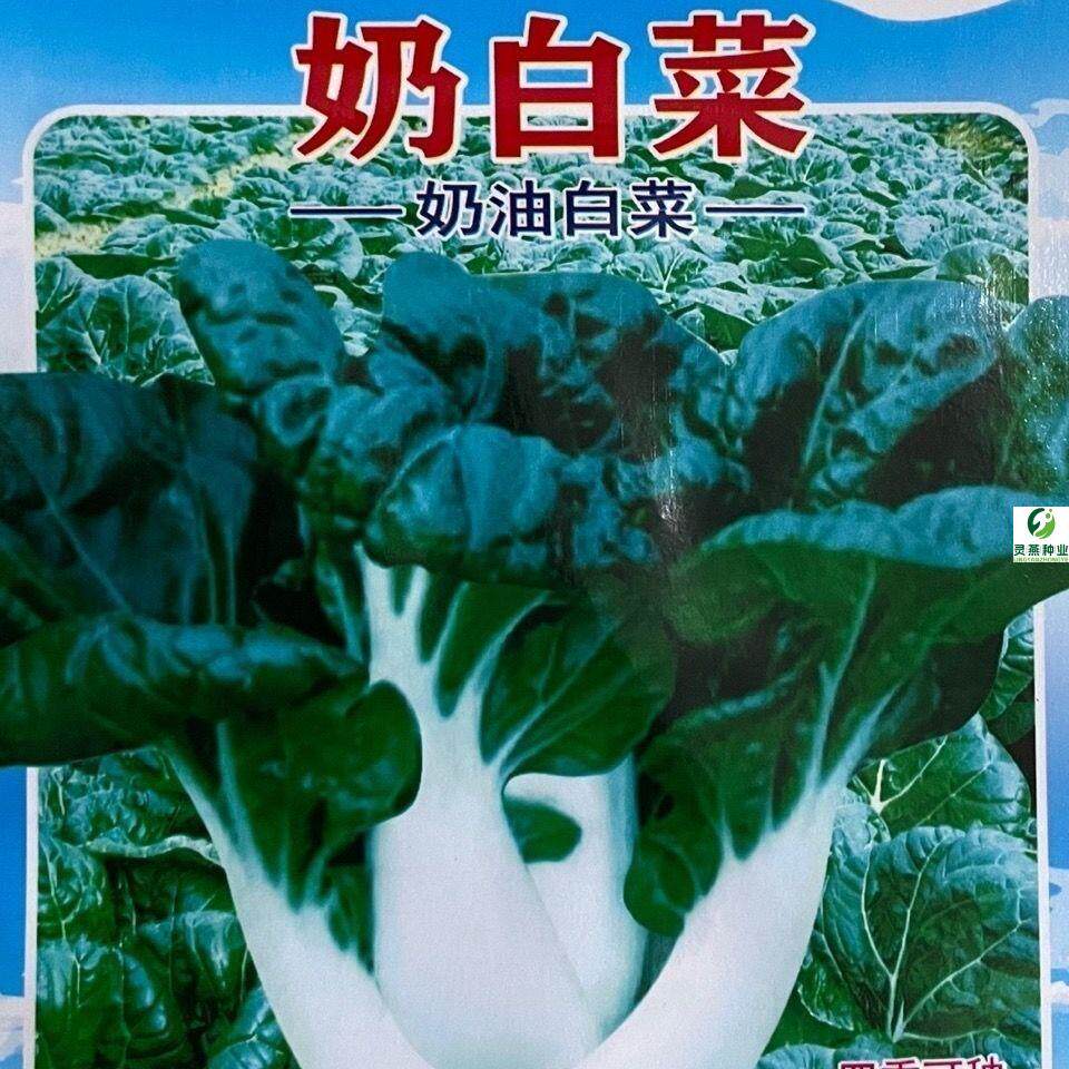 奶白菜种子小白菜青菜黑油菜春四季蔬菜子秋冬季种植菜种农家种籽