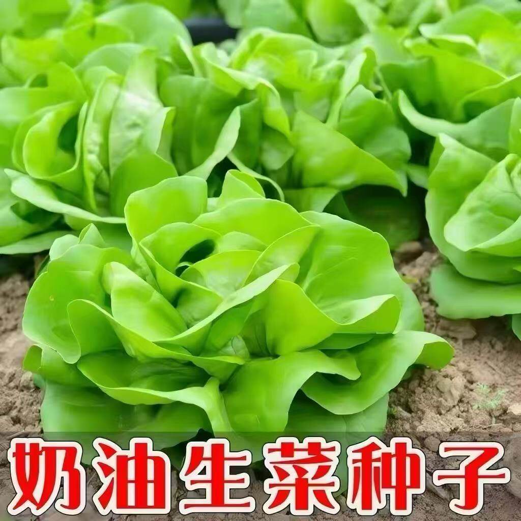 四季奶油生菜种子可生吃阳台盆栽夏季耐热蔬菜种籽农家玻璃生菜种