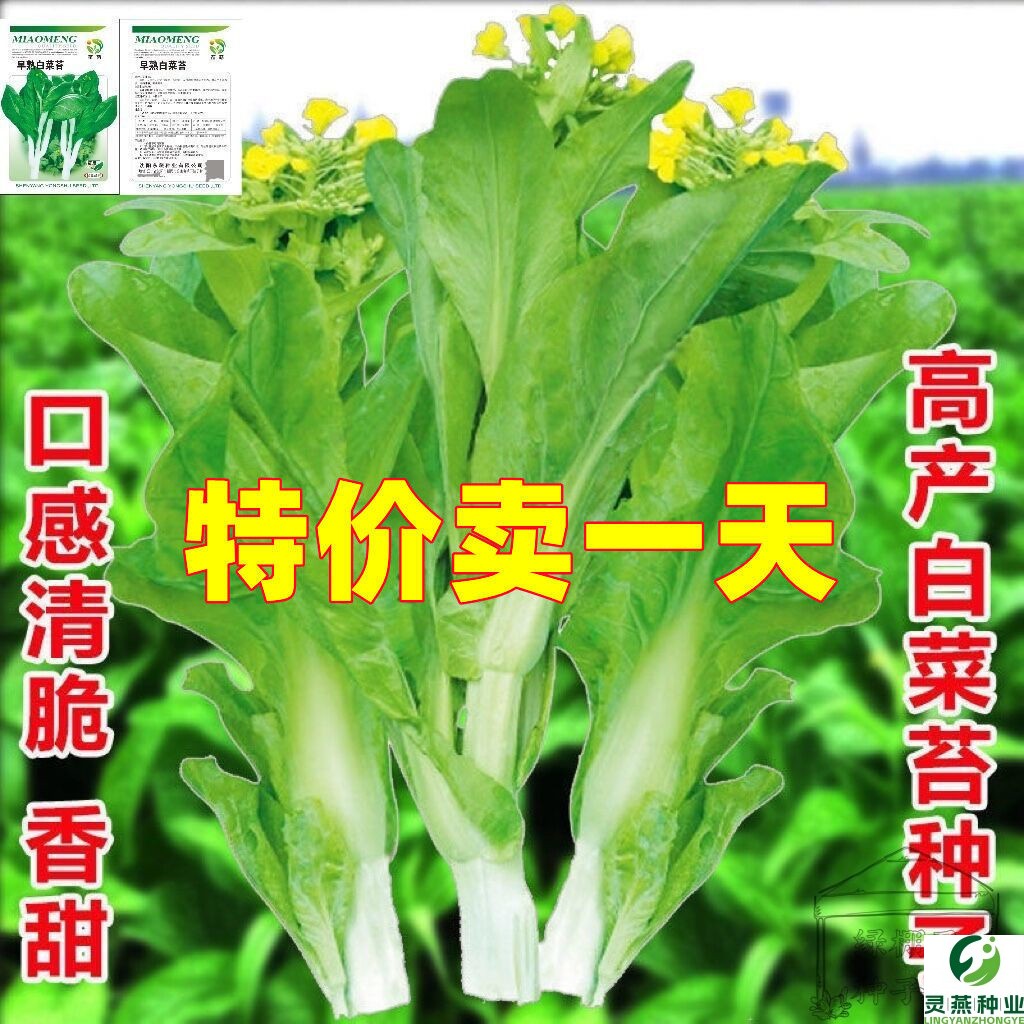 早熟白菜苔种籽白菜心种子香甜早白菜苔菜种阳台庭院蔬菜四季种植