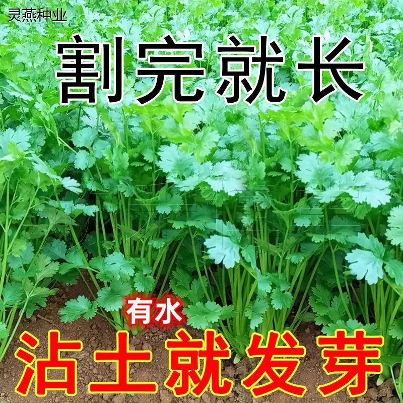 四季大叶香菜籽种子阳台盆栽芫荽四季易种大田农家种植蔬菜种籽