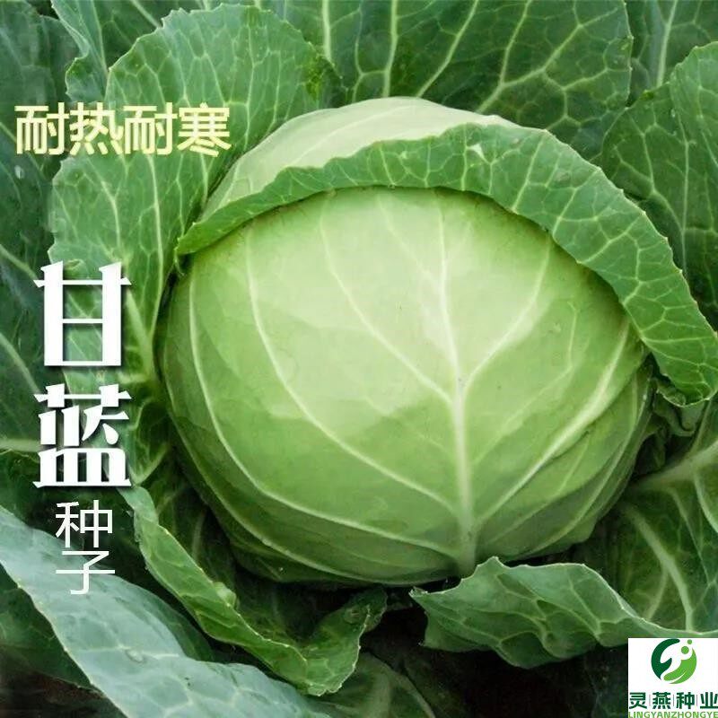 京丰一号甘蓝种子高产四季播种包心卷心包菜种籽农家田园蔬菜种孑