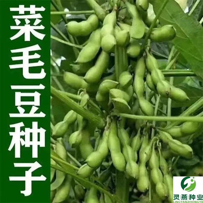 毛豆种子极早熟50天高产青豆菜种子春季蔬菜种子特早王菜豆种籽孑