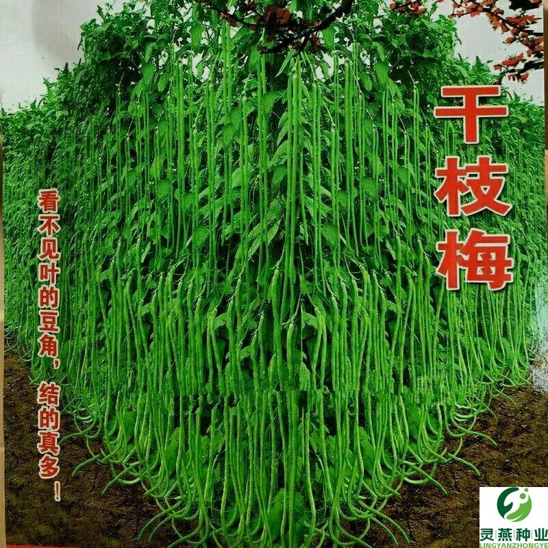 特长绿先锋豆角种子绿条虹豆翠绿色长豆角大棚露天基地蔬菜种子
