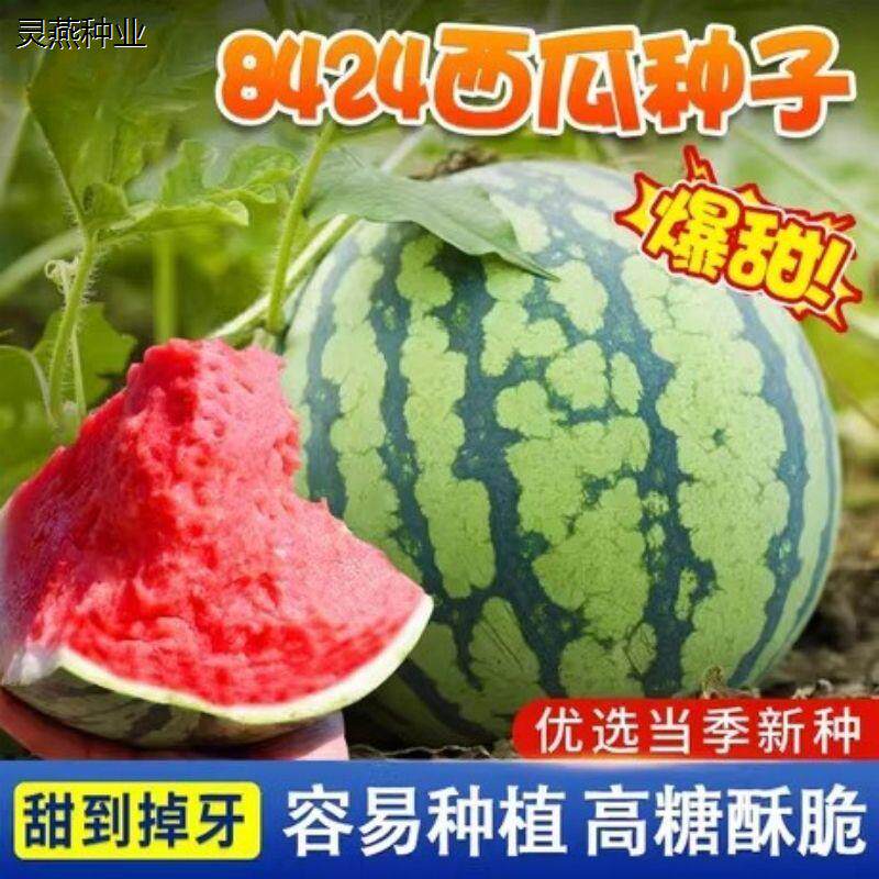8424麒麟少籽西瓜种子无籽特大高产南方巨型甜王四季蔬菜水果种孑