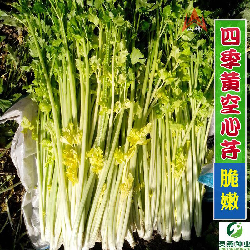 黄心芹菜速生小香芹种籽空心芹种子西芹春夏秋冬四季蔬菜种孑包邮