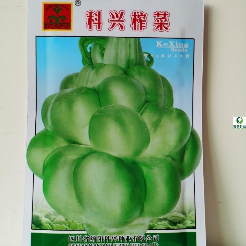 榨菜种子高产秋播蔬菜种子腌菜儿菜芥菜根种子北方特大光头菜种籽