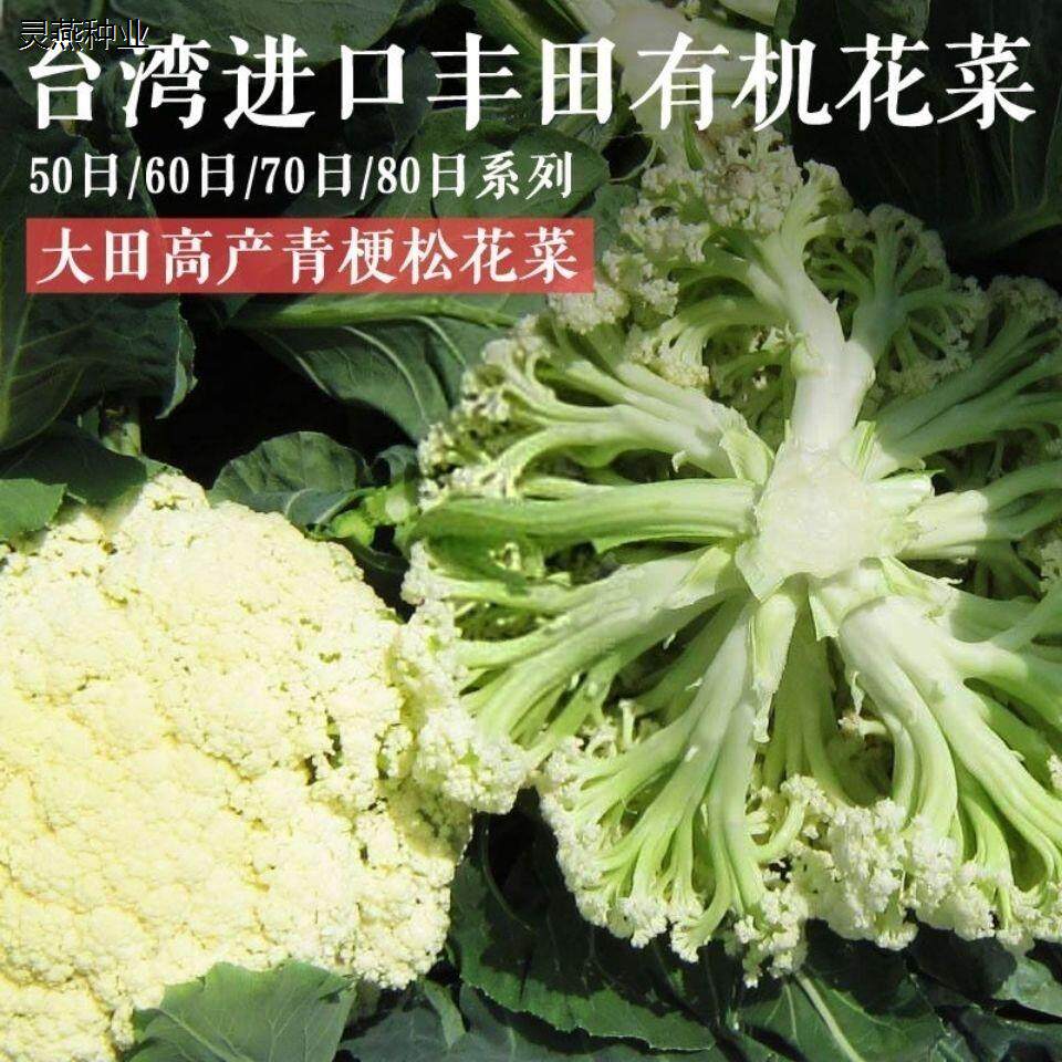 四季花菜种子花椰菜菜花高产耐寒耐湿蔬菜台湾丰田青梗松花菜