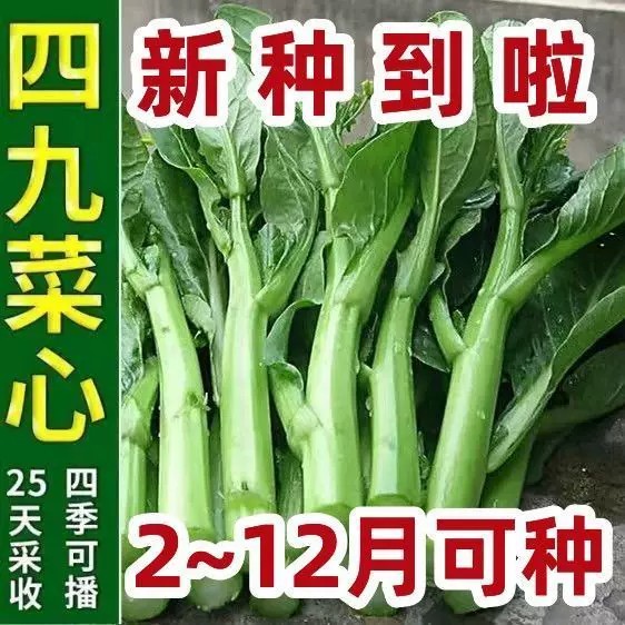 四九菜心种子四季播高产脆嫩阳台