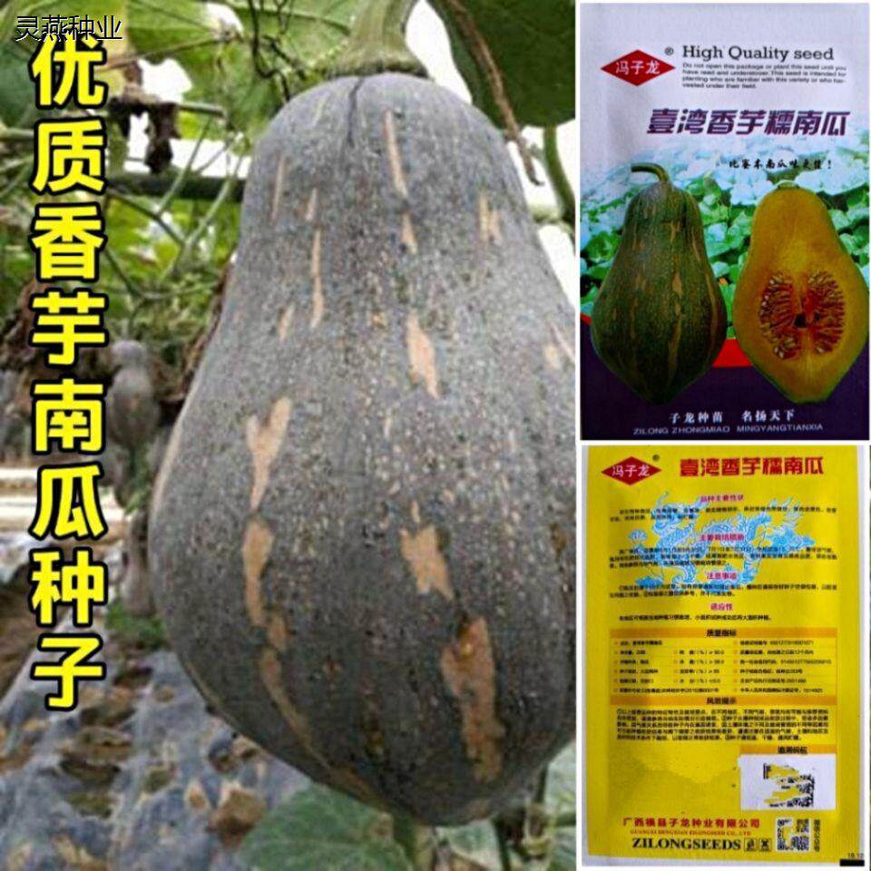 香芋南瓜种子新品种粉糯南瓜子四季高产早熟爬地小南瓜种籽