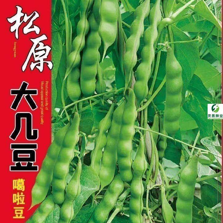 东北新籽几豆角籽松原大几豆豆角种子油豆角子鼓豆面