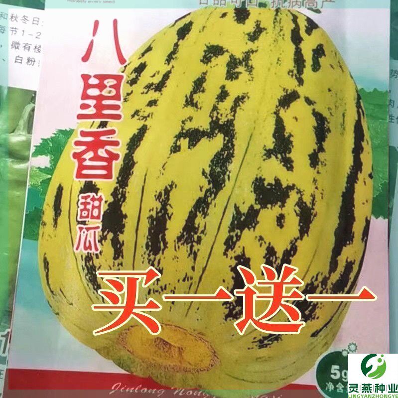 花皮八里香甜瓜 薄皮懒人特甜脆瓜香瓜羊角蜜家庭瓜类种子大全