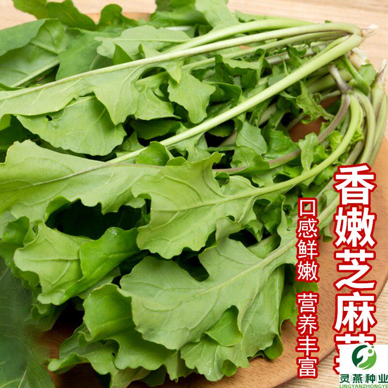 华煜香嫩芝麻菜种子夏秋速生菜种涮锅蔬菜籽庭院阳台东北臭菜种孑