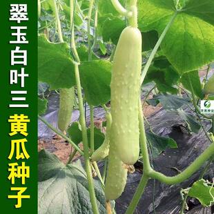 翠玉白三叶黄瓜种子青瓜脆瓜高产抗病易种植大田农家蔬菜籽四季播