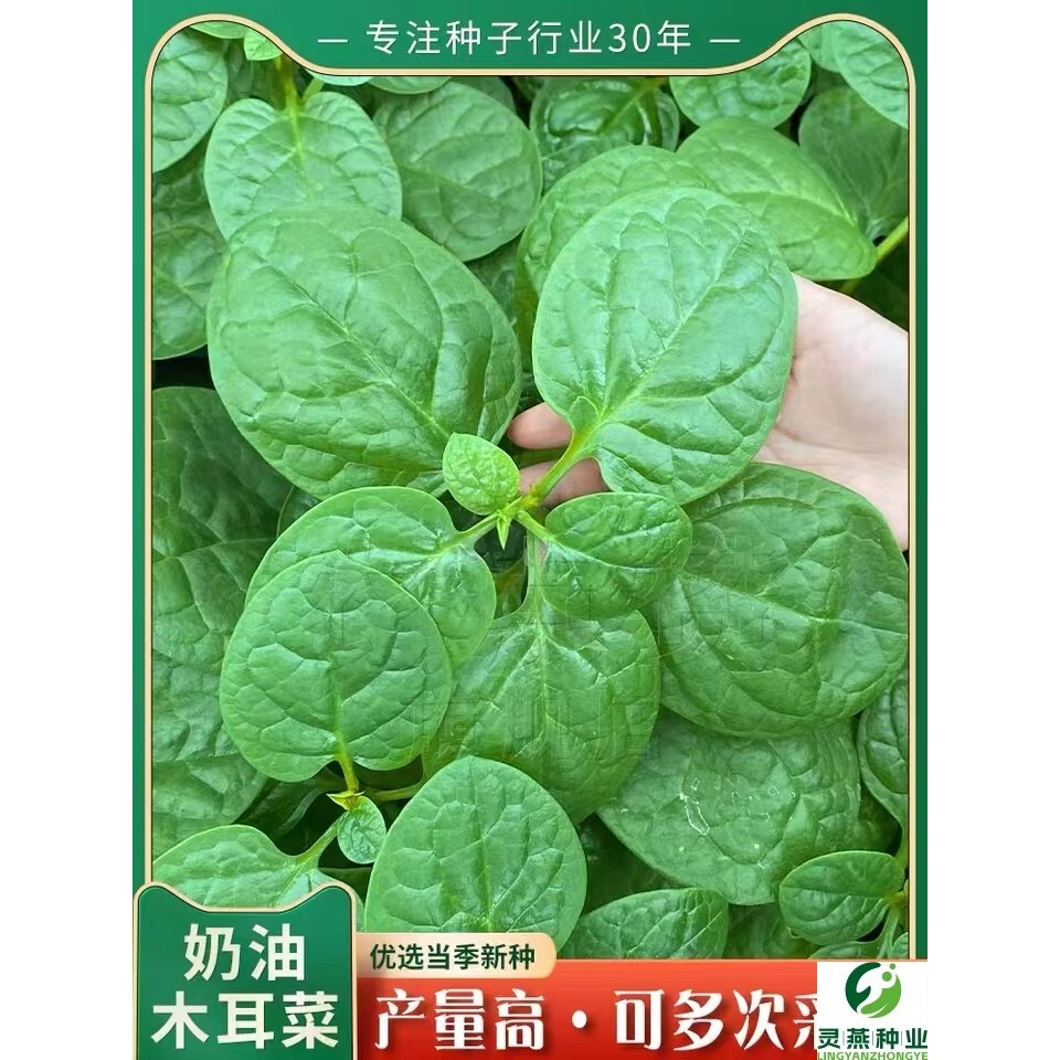 奶油木耳菜种子大叶木耳菜种籽四季耐热菜籽木耳菜盆栽阳台蔬菜孑
