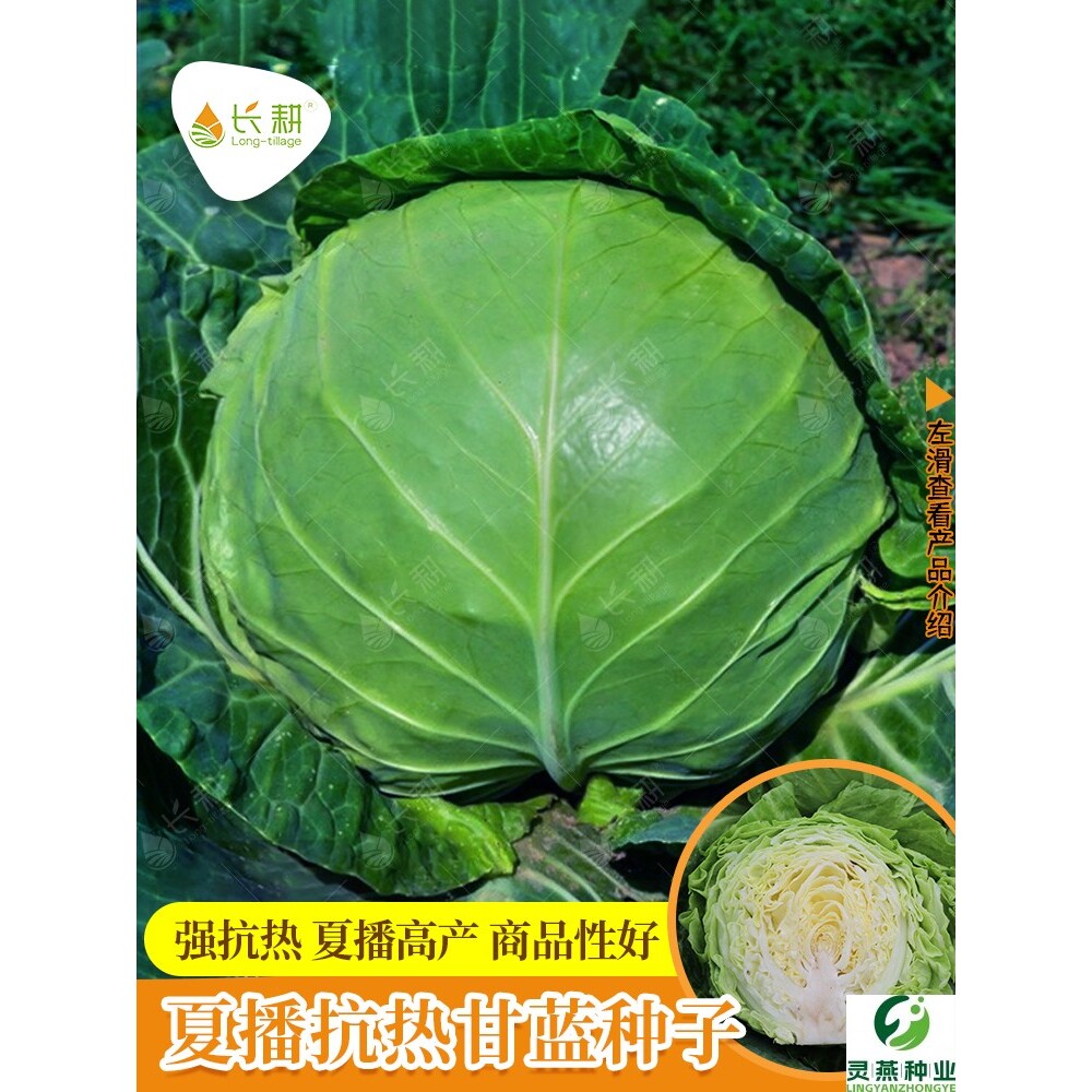 耐热夏播甘蓝种子大头菜种籽四季阳台盆栽蔬菜籽高产卷心菜包菜籽