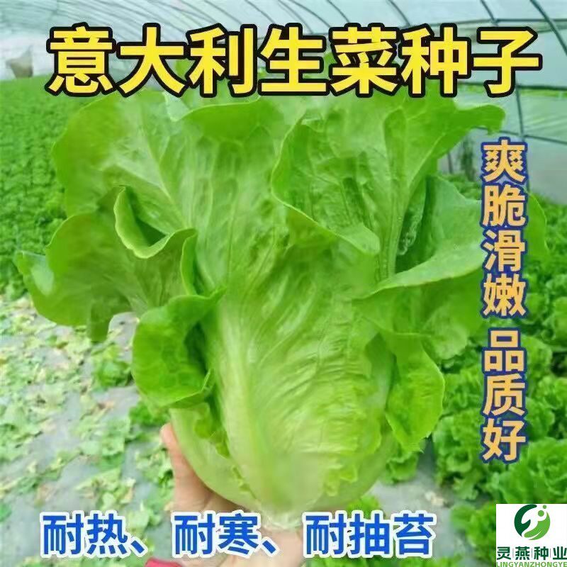 意大利生菜种子籽抗热耐抽苔全年生菜四季种植家庭阳台菜园易种植