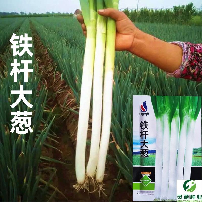 大葱种子章丘铁杆阳台庭院盆栽易种种菜蔬菜香葱菜籽春秋季可种