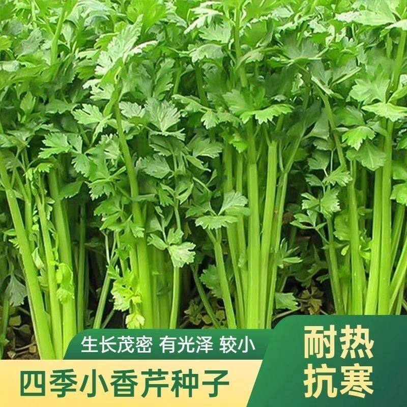 四季小香芹种子大全耐热耐寒易种