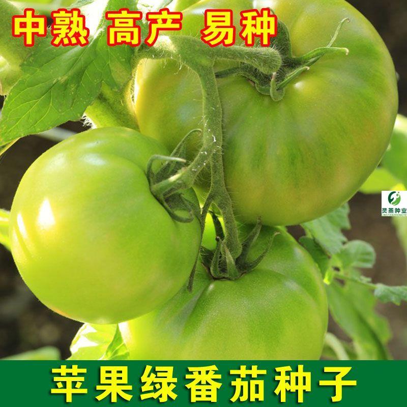 苹果绿番茄种子绿西红柿洋柿子水果东北绿番茄四季高产蔬菜种子