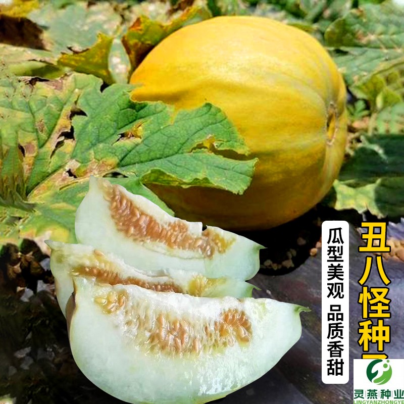 冰糖黄皮甜瓜种子金疙瘩薄皮香瓜种籽田园露天四季高产水果种孑