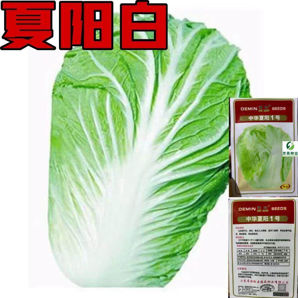 中华夏阳白菜种子早熟夏秋四季播种反季节蔬菜种籽大田庭院种