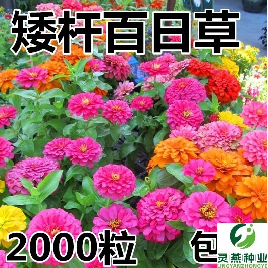 百日草花种矮杆夏天花卉种孑四季百日草花籽种子室外开花白日草种