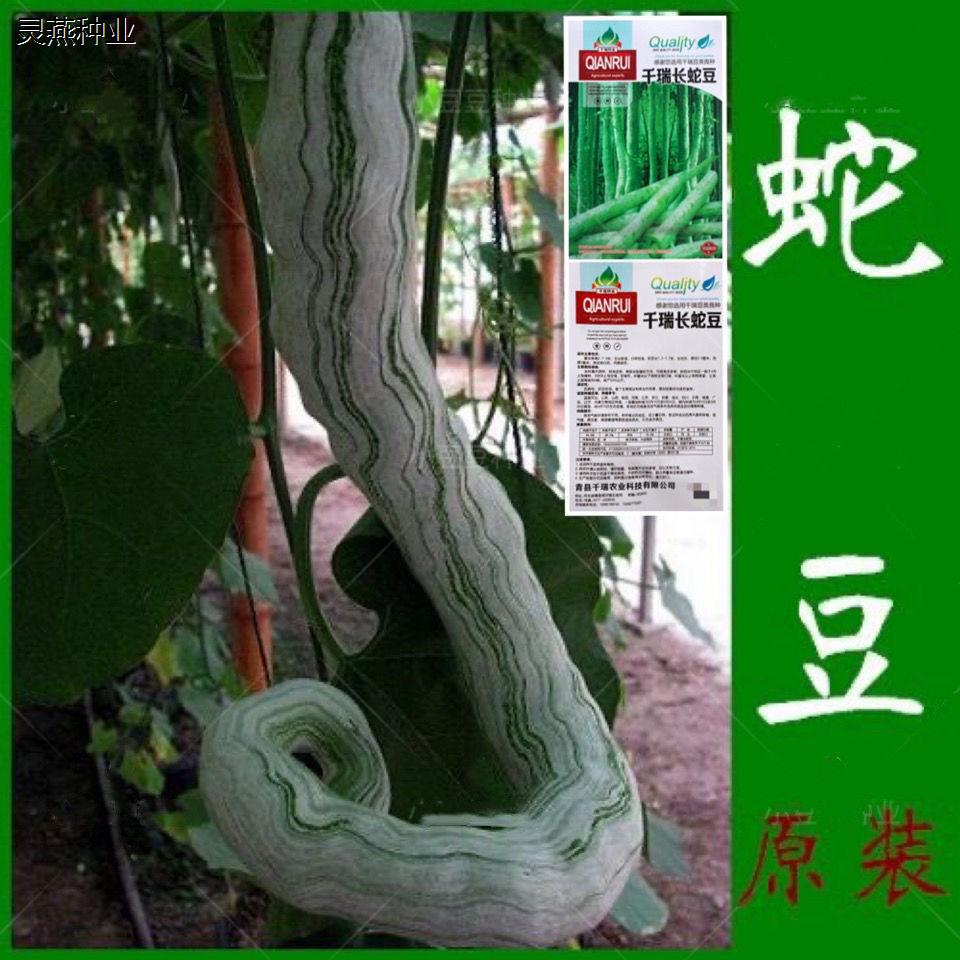 蔬菜种子蛇豆蛇瓜种子春夏秋四季家庭园艺种子