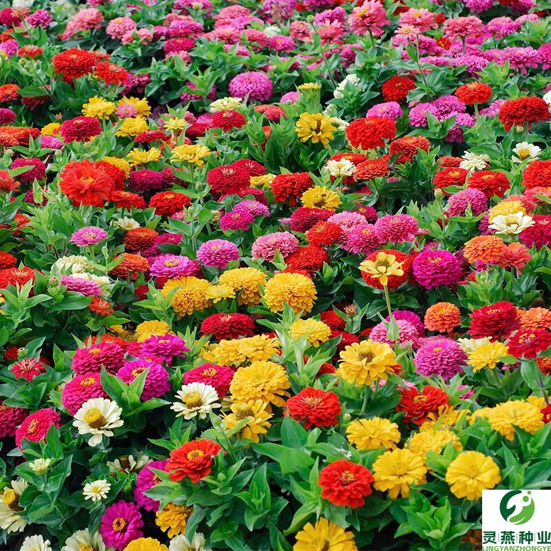 百日草花种籽子七彩重瓣百日菊花籽四季种植易活种子庭院阳台盆栽