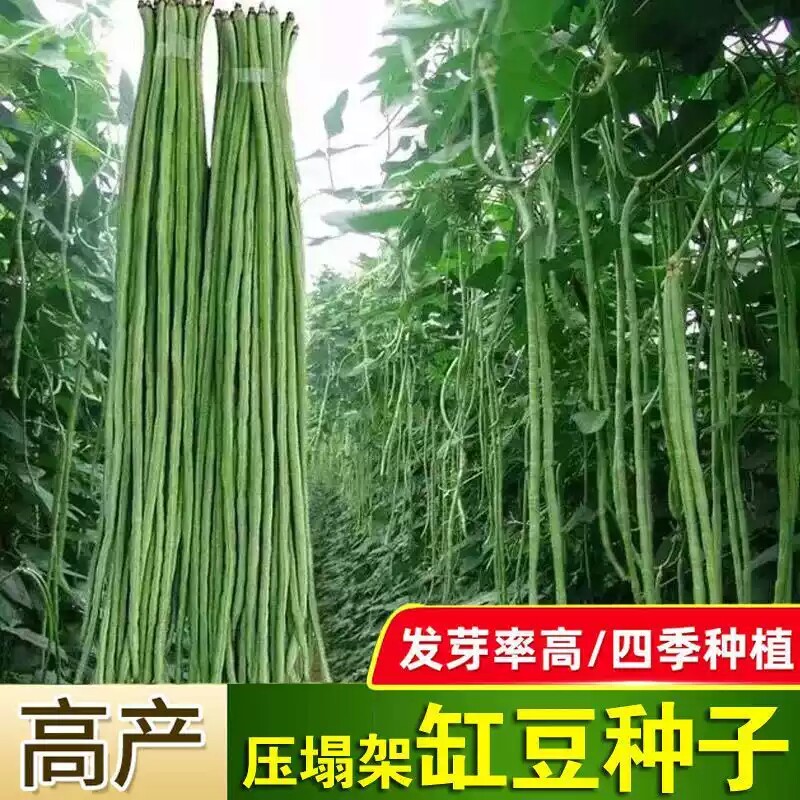 长豆角种子长豇豆蔬菜种籽四季