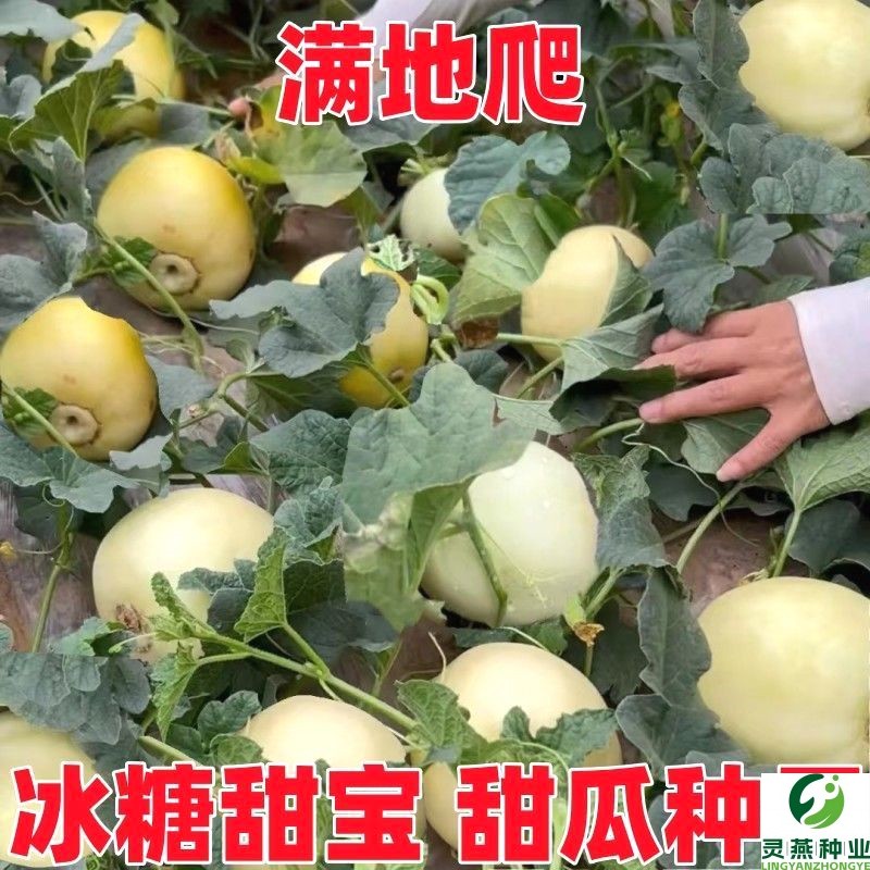 冰糖甜宝甜瓜种子香瓜种籽春秋季播种香甜厚肉高产四季水果种孑籽