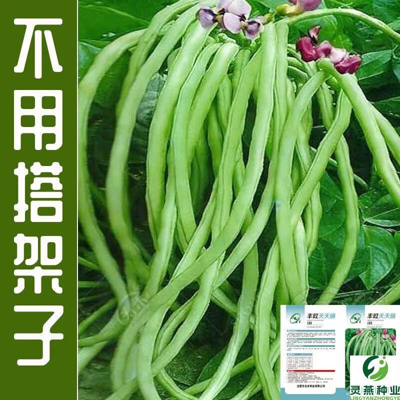 无架长豆角种子苗早春豇豆四季豆蔬菜种籽菜种大全孑子豆种籽种秧