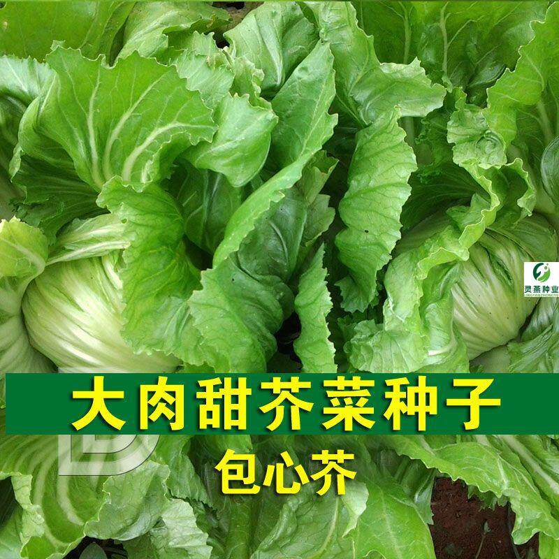 大肉甜芥菜种子耐寒耐热秋冬季包心芥高产型易种植新鲜蔬菜种子孑