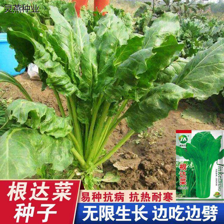 根达菜种子农田菜园基地叶柄绿茎叶可食根达菜蔬菜籽抗病种子孑