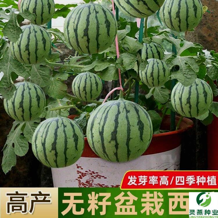 【48小时发货】蜂蜜小西瓜种2K西瓜红壤薄皮无籽四季盆栽阳台庭院
