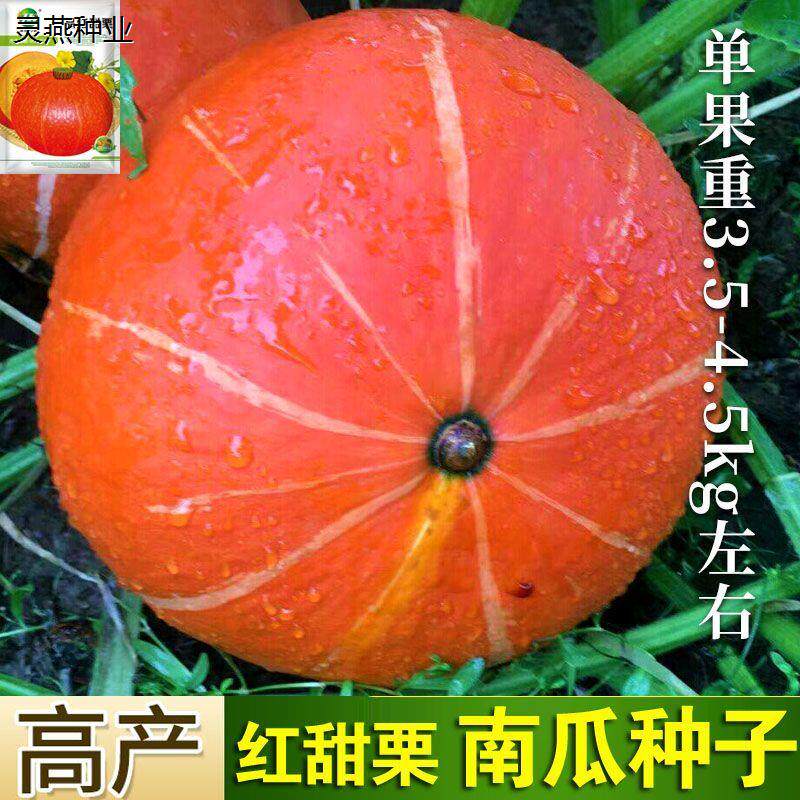 红甜栗南瓜种子红板栗甜栗红色甘甜肉厚爬藤蔬菜瓜果种籽高产易种