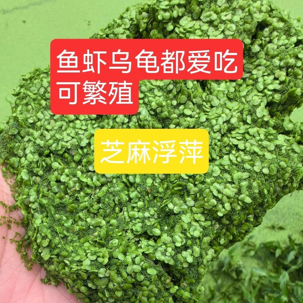 芝麻水浮萍养鱼养龟养虾天然