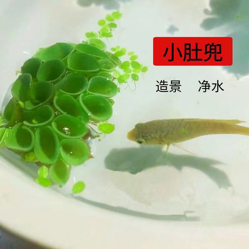 鱼缸肚兜浮萍水草叶增氧净化水质