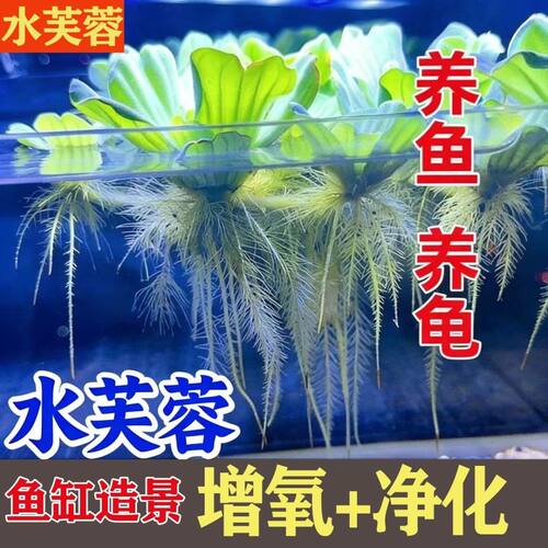 圆心萍水芙蓉鱼虾龟缸过滤水草