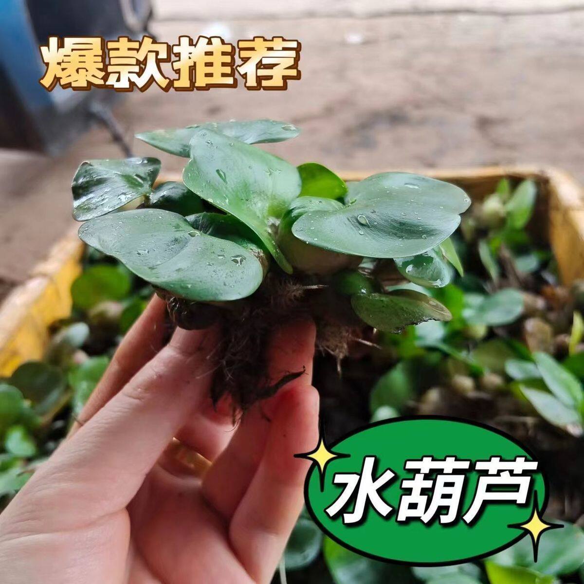 水葫芦水生植物新鲜种苗大棵带根好成活浮萍净化水质鱼缸美观浮漂