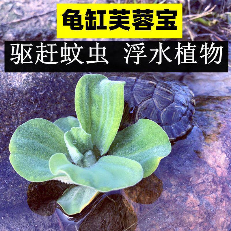 水葫芦浮萍水草花卉植物种苗鱼塘鱼池鱼缸养乌龟缸净化水质水芙蓉