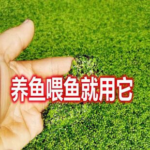 小叶芝麻浮萍水草养鱼养龟鱼缸造景天然营养鱼料食物水生植物鱼粮