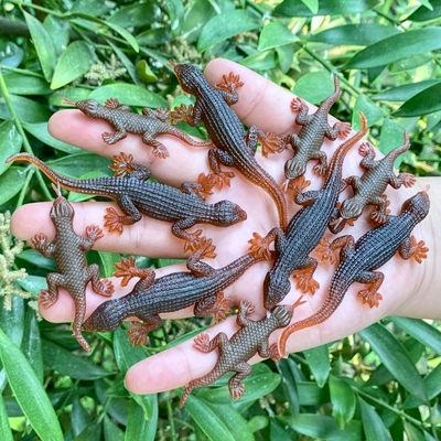 仿真蜥蜴迷你幼儿园动物模型昆虫