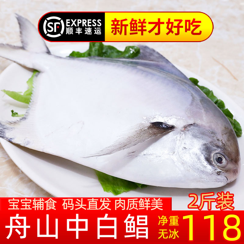 好多海舟山白鲳鱼码头直发
