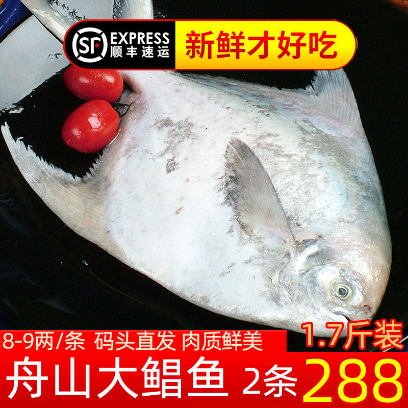 舟山新鲜大鲳鱼东海鲜活水产冰鲜银鲳鱼平鱼海昌鱼生鲜长鳞婆子