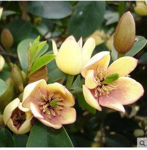 盆栽植物 含笑(笑梅、含笑梅)有香蕉花香味独特浓香花卉 当年开花